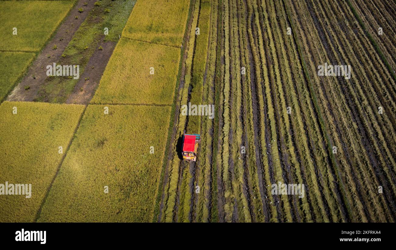 Vista aerea della macchina trebbiatrice mietitrebbia con risaia. Raccoglitrice per la raccolta del riso durante il lavoro in Thailandia. Drone vola su lavoratori di paglia di riso Foto Stock
