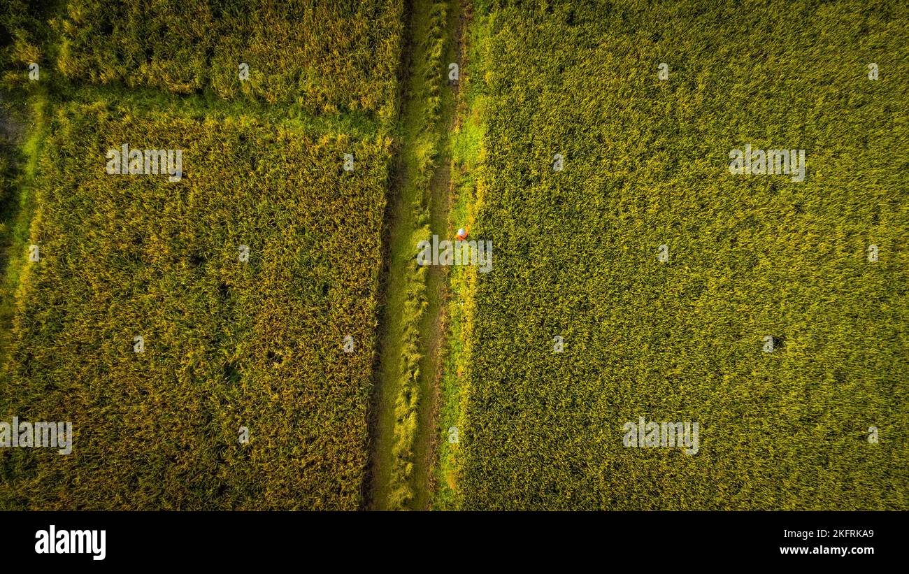 Campi di riso d'oro prima di raccogliere riso in Thailandia. Drone che sorvola campi di riso nella stagione del raccolto, stile di vita contadino tailandese in una villa agricola Foto Stock