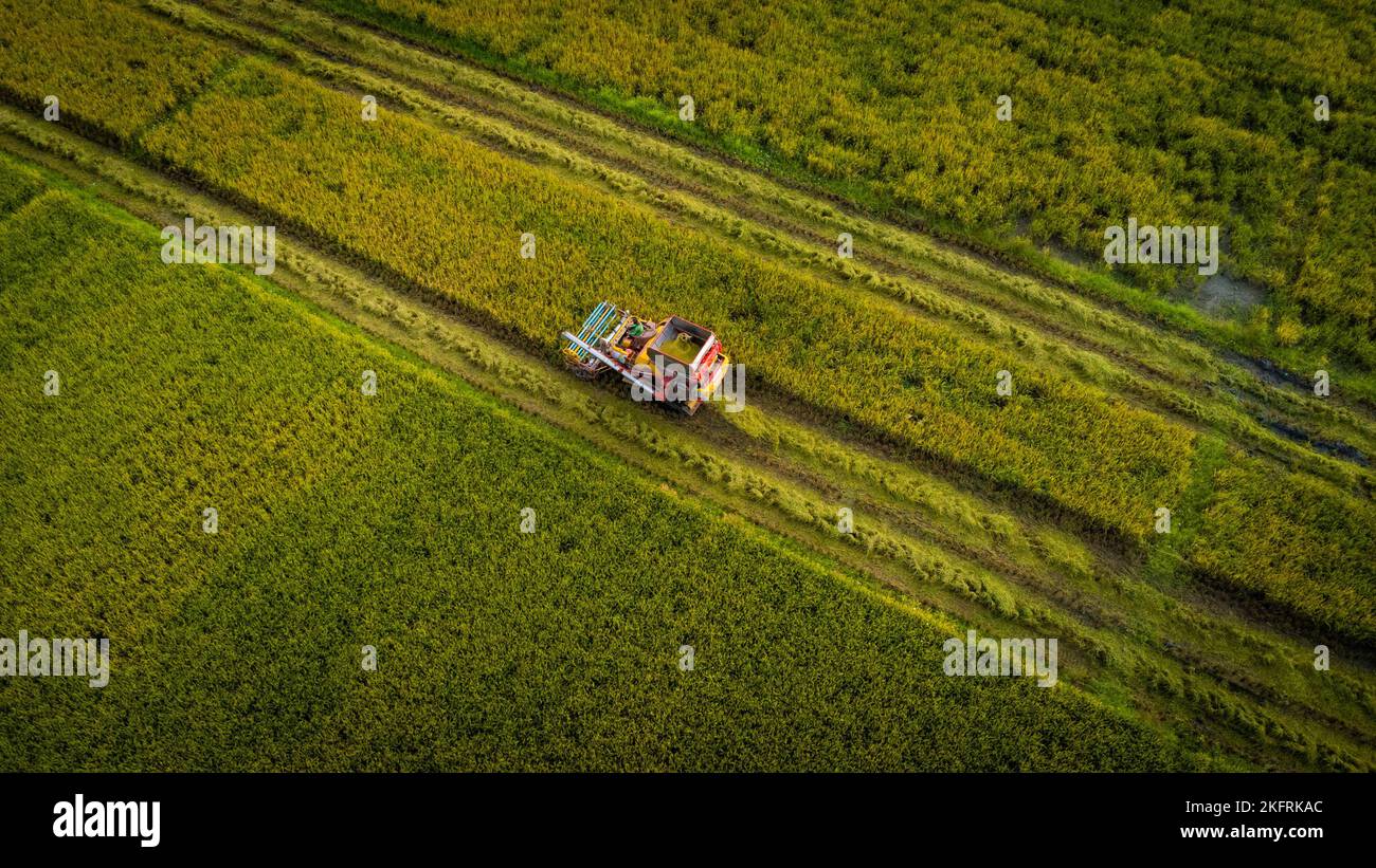 Vista aerea della macchina trebbiatrice mietitrebbia con risaia. Raccoglitrice per la raccolta del riso durante il lavoro in Thailandia. Drone vola su lavoratori di paglia di riso Foto Stock