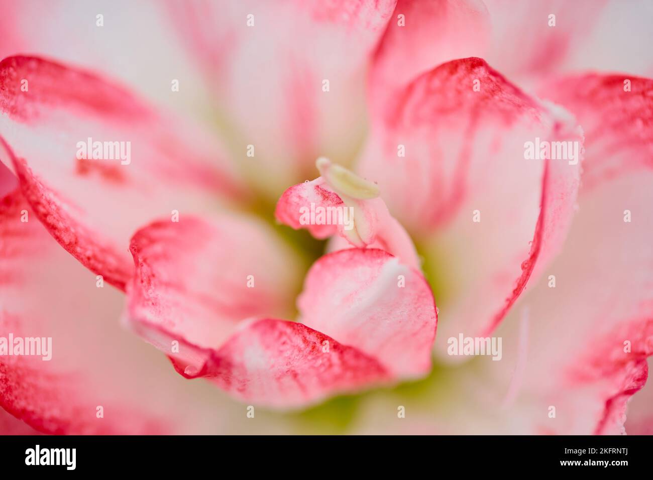 Vista ravvicinata del fiore di Amaryllis che fiorisce con gocce di rugiada Foto Stock