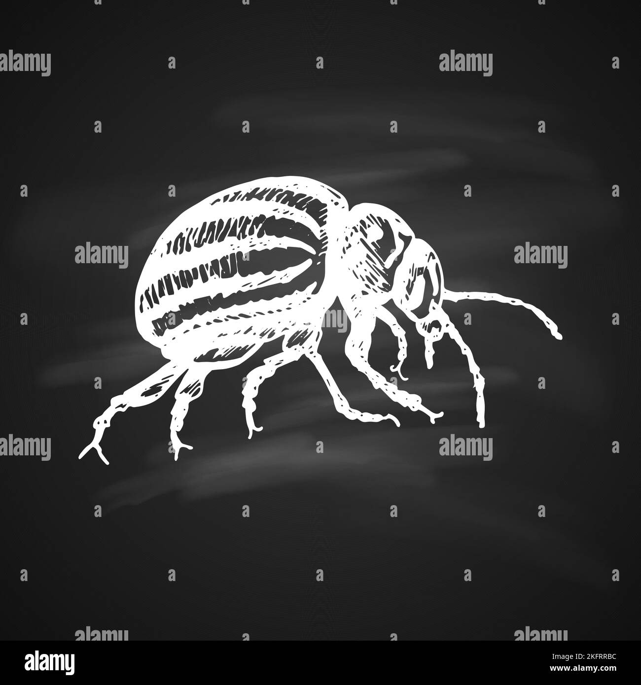 Colorado Beetle icona silhouette bianca su sfondo nero. Insetti simbolo scorta illustrazione Illustrazione Vettoriale