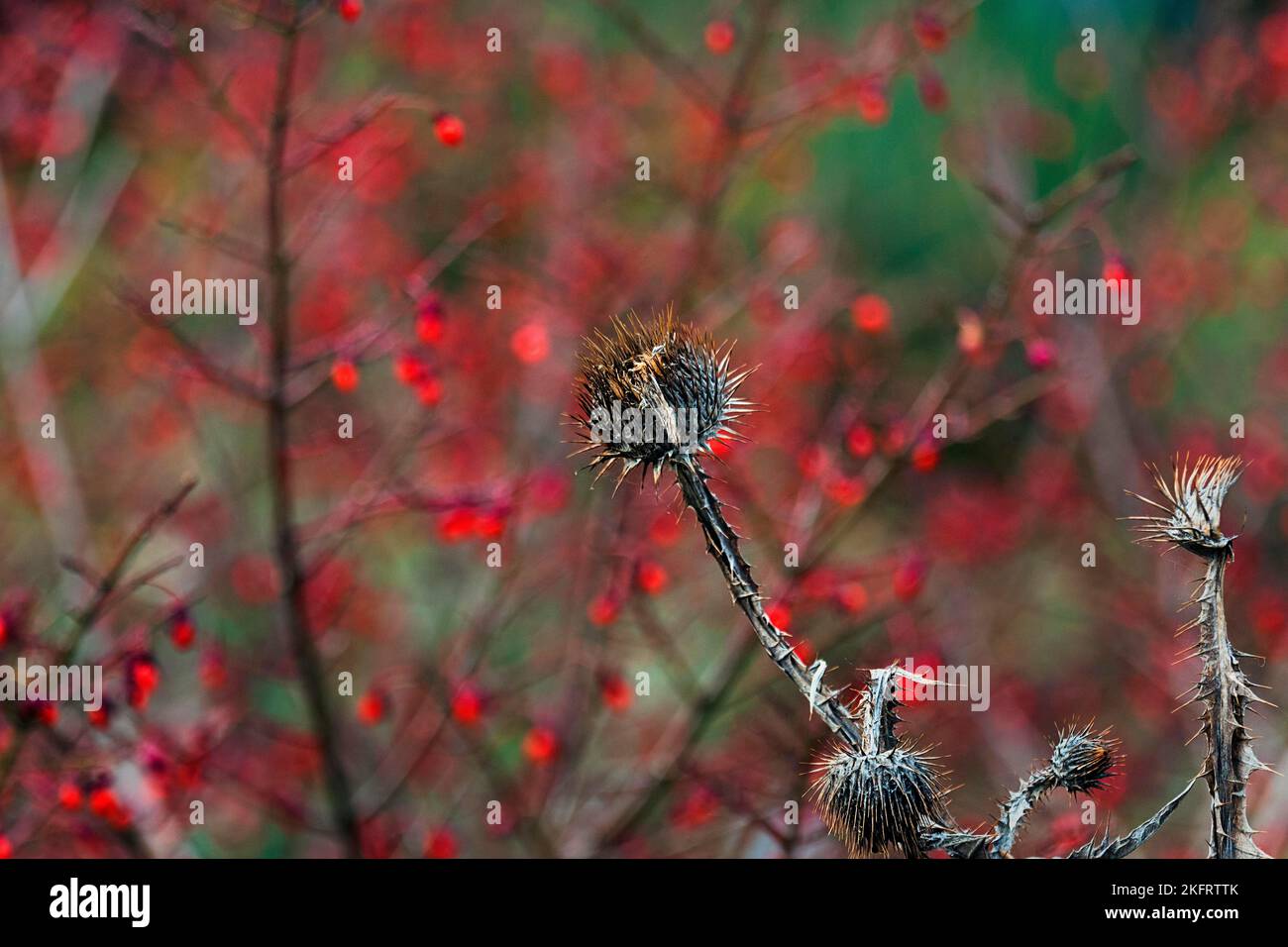 Cardo secco in autunno, luci bokeh rosse, immagine simbolica della transitorietà, Berggarten, Herrenhäuser Gärten, Hannover, bassa Sassonia, Germania, Europa Foto Stock