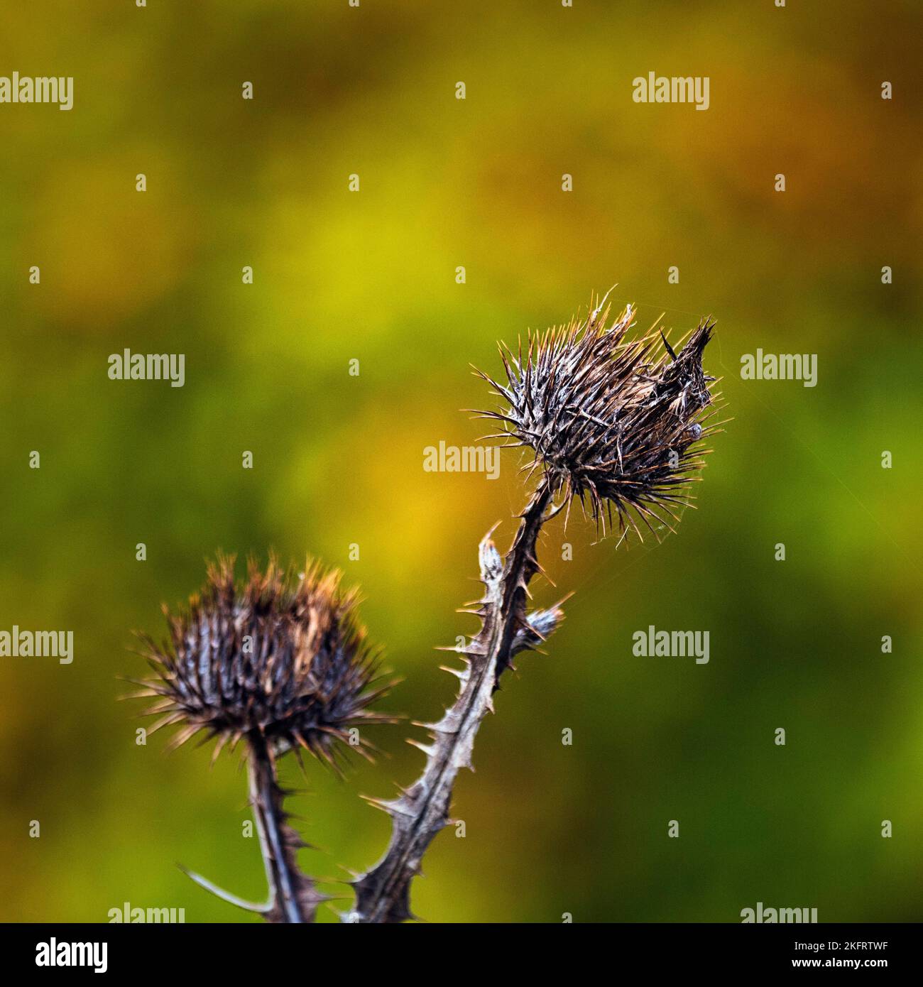 Cardo secco in autunno, immagine simbolica della transizione, Berggarten, Giardini di Herrenhäuser, Hannover, bassa Sassonia, Germania, Europa Foto Stock