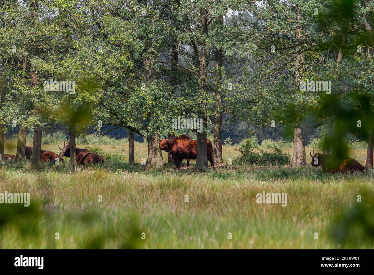 Riserva naturale Witte Venn, bestiame scozzese delle Highland, su entrambi i lati del confine olandese, qui sul lato tedesco, Beßlinghook, Alstätte, Münsterland, N Foto Stock