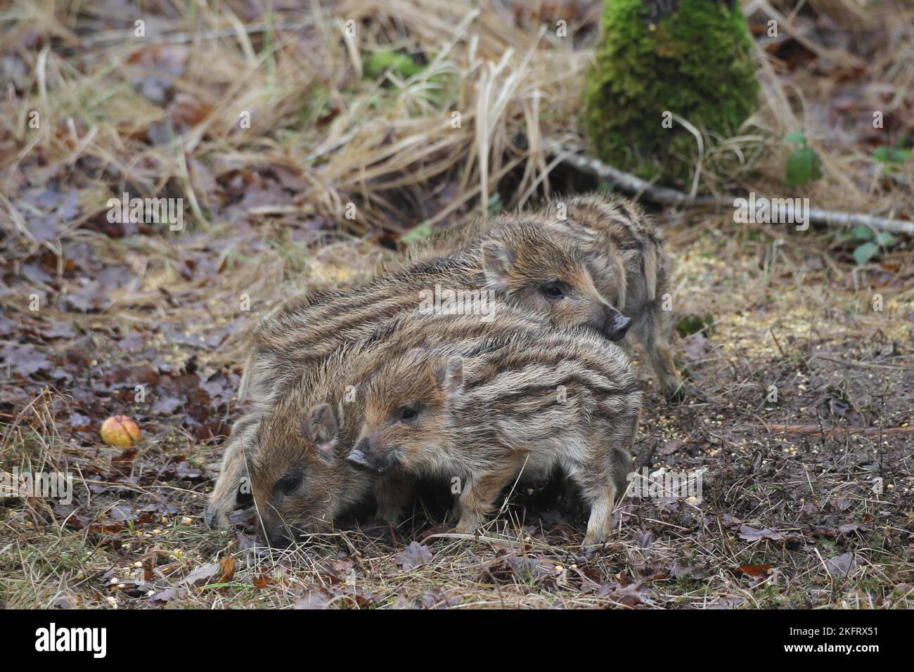 Cinghiale (Sus scrofa) di circa 5 settimane di età, foraggio, Allgäu, Baviera, Deutschlend Foto Stock