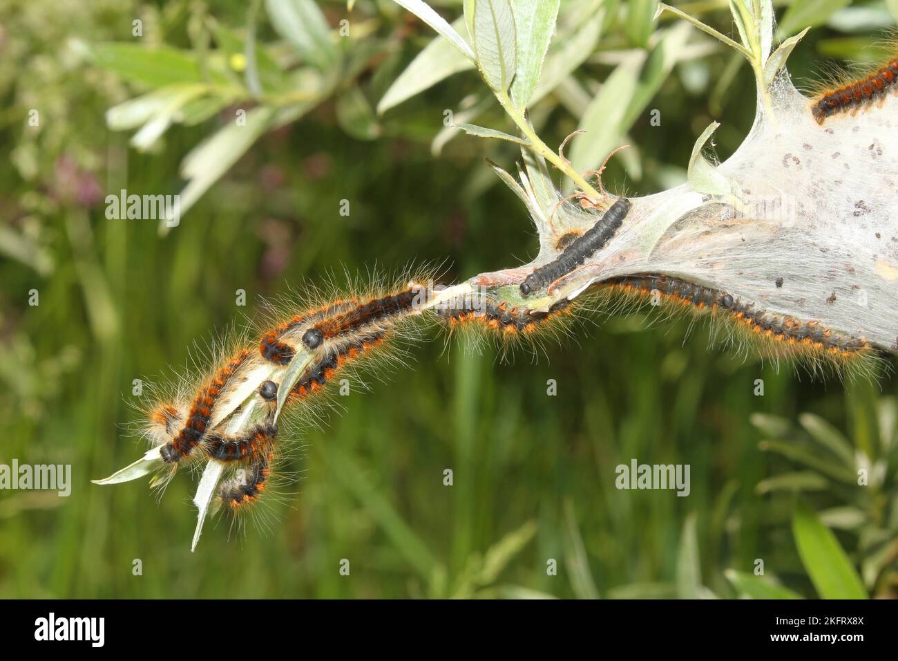 Moth piccolo eggar (Eriogaster lanestris) colonne di gatto peloso con le reti, Allgäu, Baviera, Germania, Europa Foto Stock