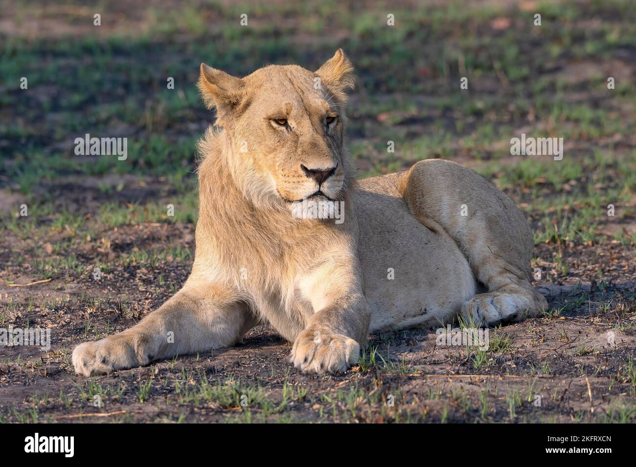 Leone (Panthera leo), leonessa, femmina, sdraiato, luce laterale, Savuti, Parco Nazionale di Chobe, Botswana, Africa Foto Stock