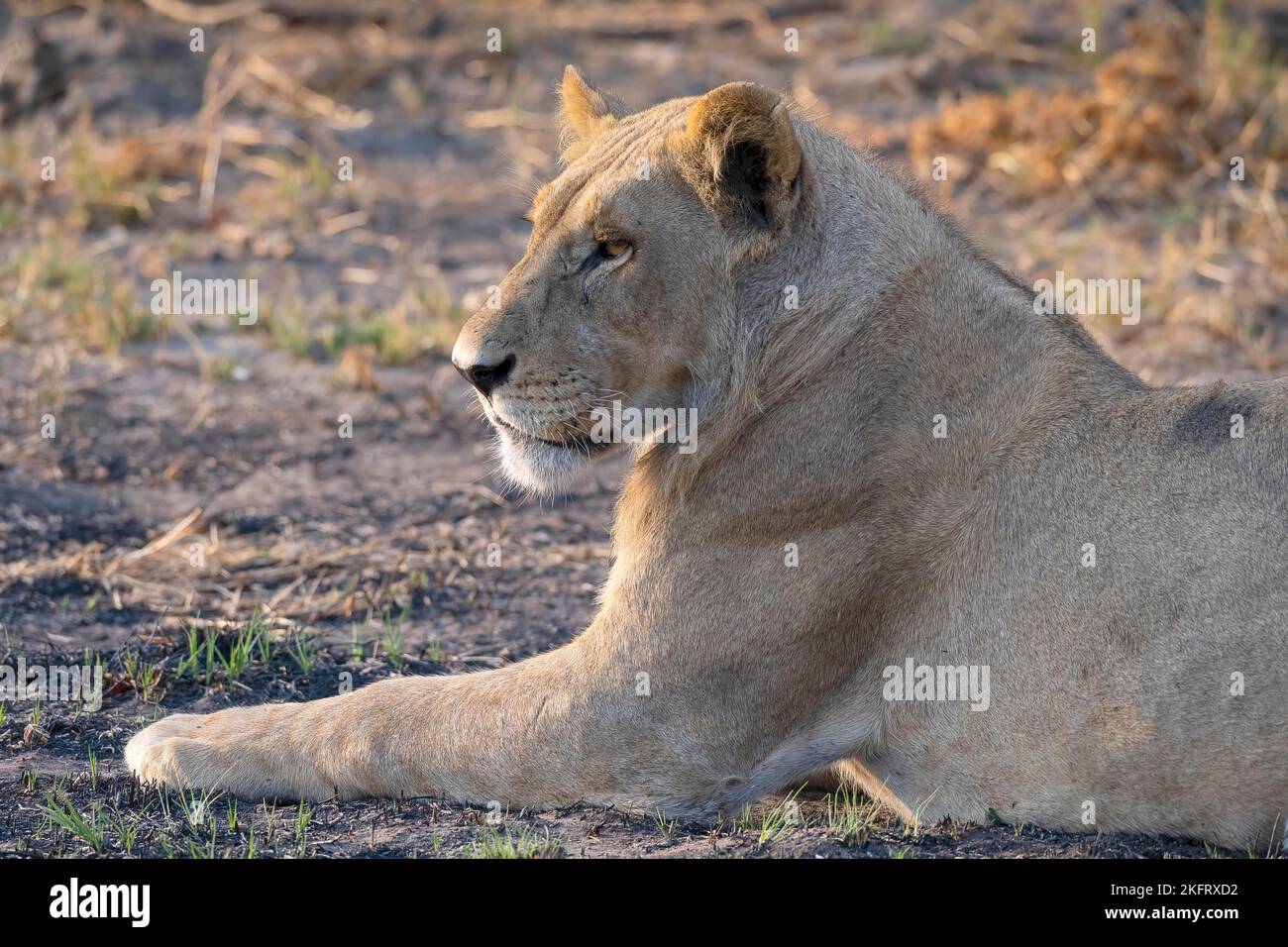 Leone (Panthera leo), leonessa, femmina, ritratto animale, profilo, Luce di posizione, Savuti, Parco Nazionale di Chobe, Botswana, Africa Foto Stock