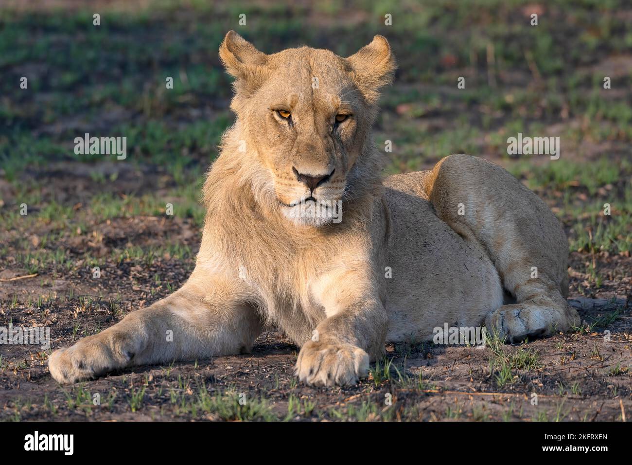 Leone (Panthera leo), leonessa, femmina, sdraiato, luce laterale, Savuti, Parco Nazionale di Chobe, Botswana, Africa Foto Stock