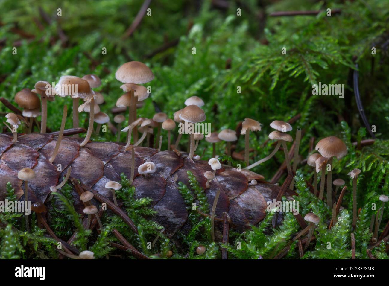 Cono di conifere (Baeospora myosura), fungo lamellare su coni di abete rosso, Baden-Württemberg, Germania, Europa Foto Stock