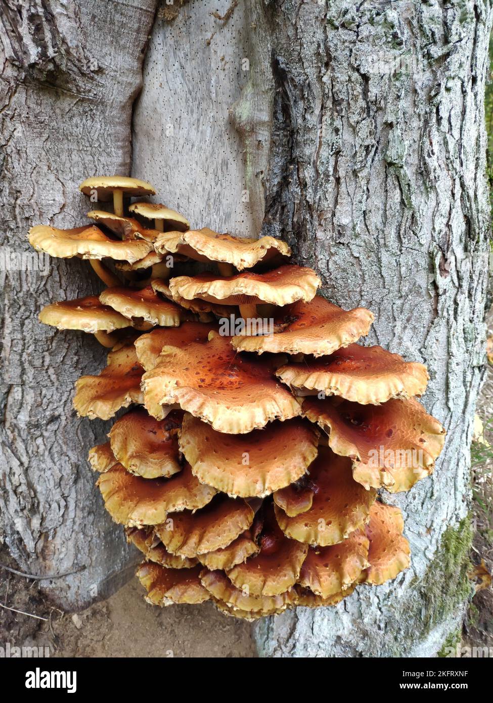 Calietta dorata (Pholiota aurivella), Sassonia, Germania, Europa Foto Stock