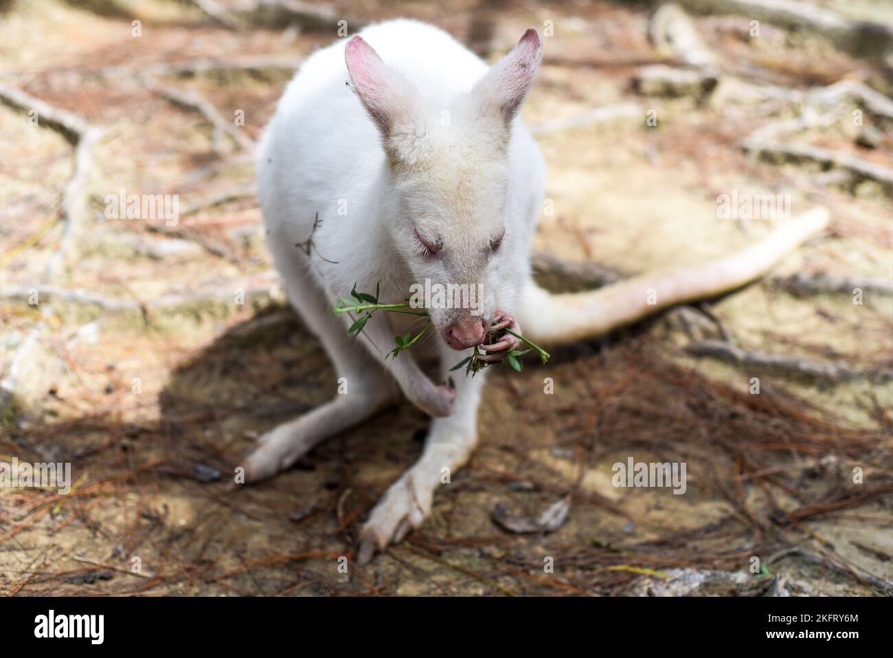 il canguro australiano wallaby bianco che si erge da solo Foto Stock