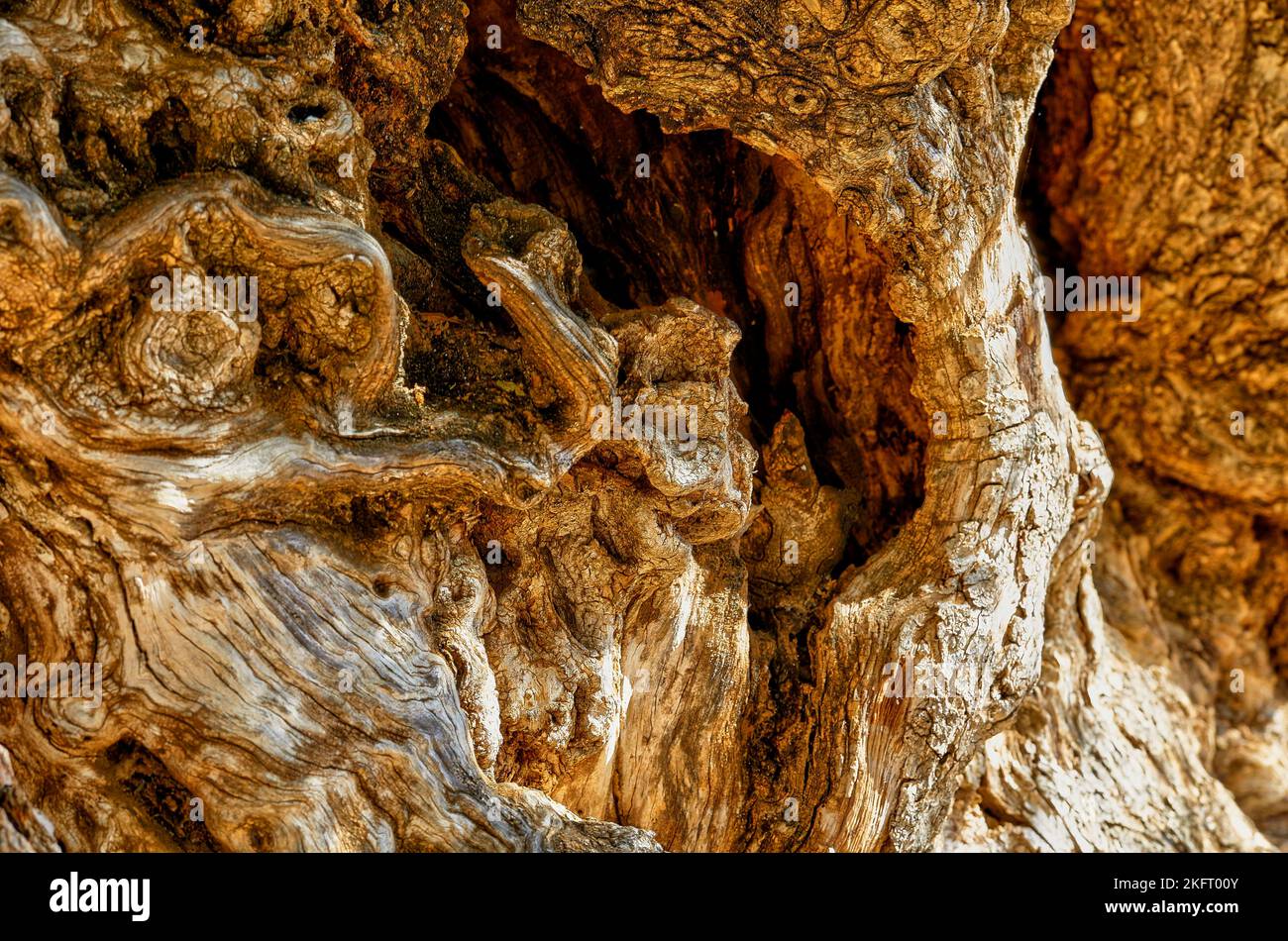 Ulivo Piu Antico Al Mondo Ulivo più antico del mondo immagini e fotografie stock ad alta