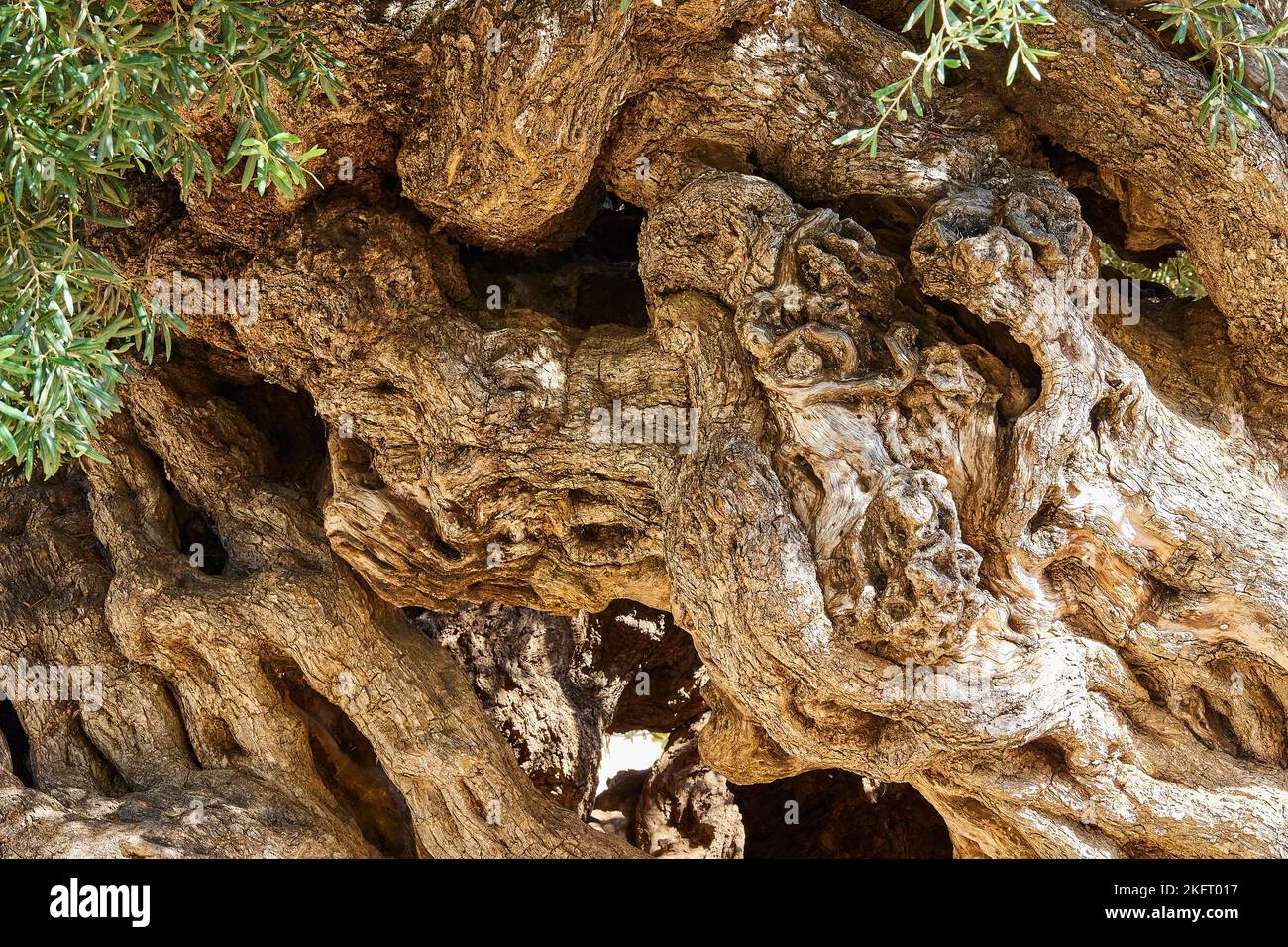 Ulivo Piu Antico Al Mondo Olive (olivae), tronco di ulivo, gnarled, corteccia, ulivo più antico