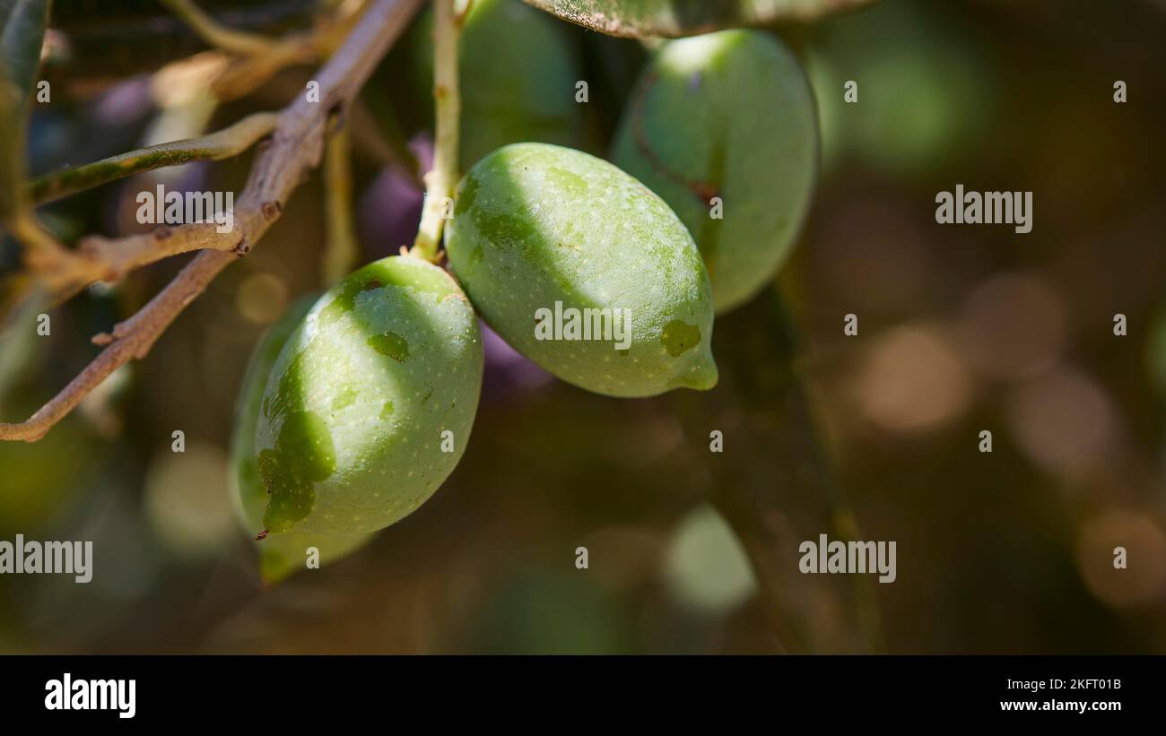 Olive (olivae), olive verdi sull'albero, macro, ulivo più antico di Creta, ulivo più antico del mondo, Vouves, Creta occidentale, isola di Creta, Grecia, Foto Stock