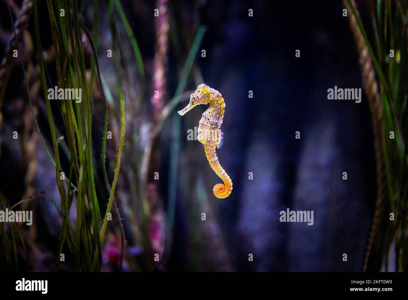 Cavalluccio marino a lungo snouted (Hippocampus reidi) nuoto in un acquario, illustrazione, Sea-Life Hannover, bassa Sassonia, Germania, Europa Foto Stock