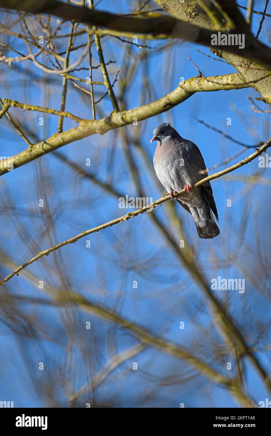 Colomba Enas, uccello adulto durante la stagione di accoppiamento, Heiligenhaus, Renania settentrionale-Vestfalia, Germania, Europa Foto Stock