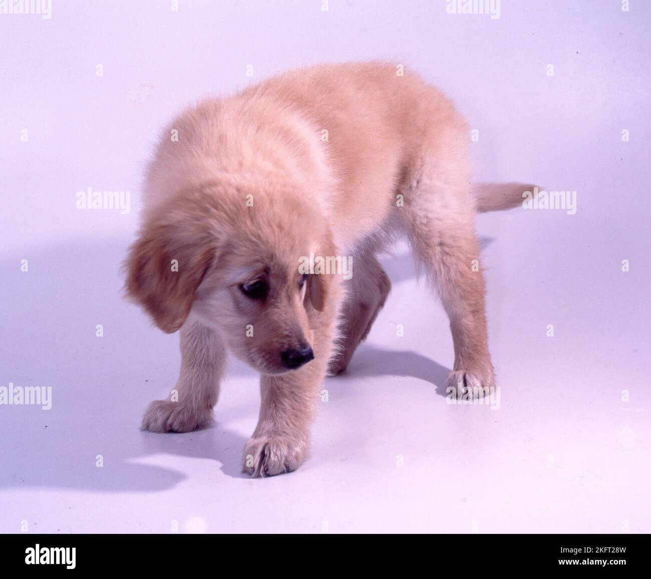 Cane. Hovawart cucciolo, qui il 10.7.1991 a Iserlohn, nello studio fotografico in parte un po 'instabile, Germania, Europa Foto Stock