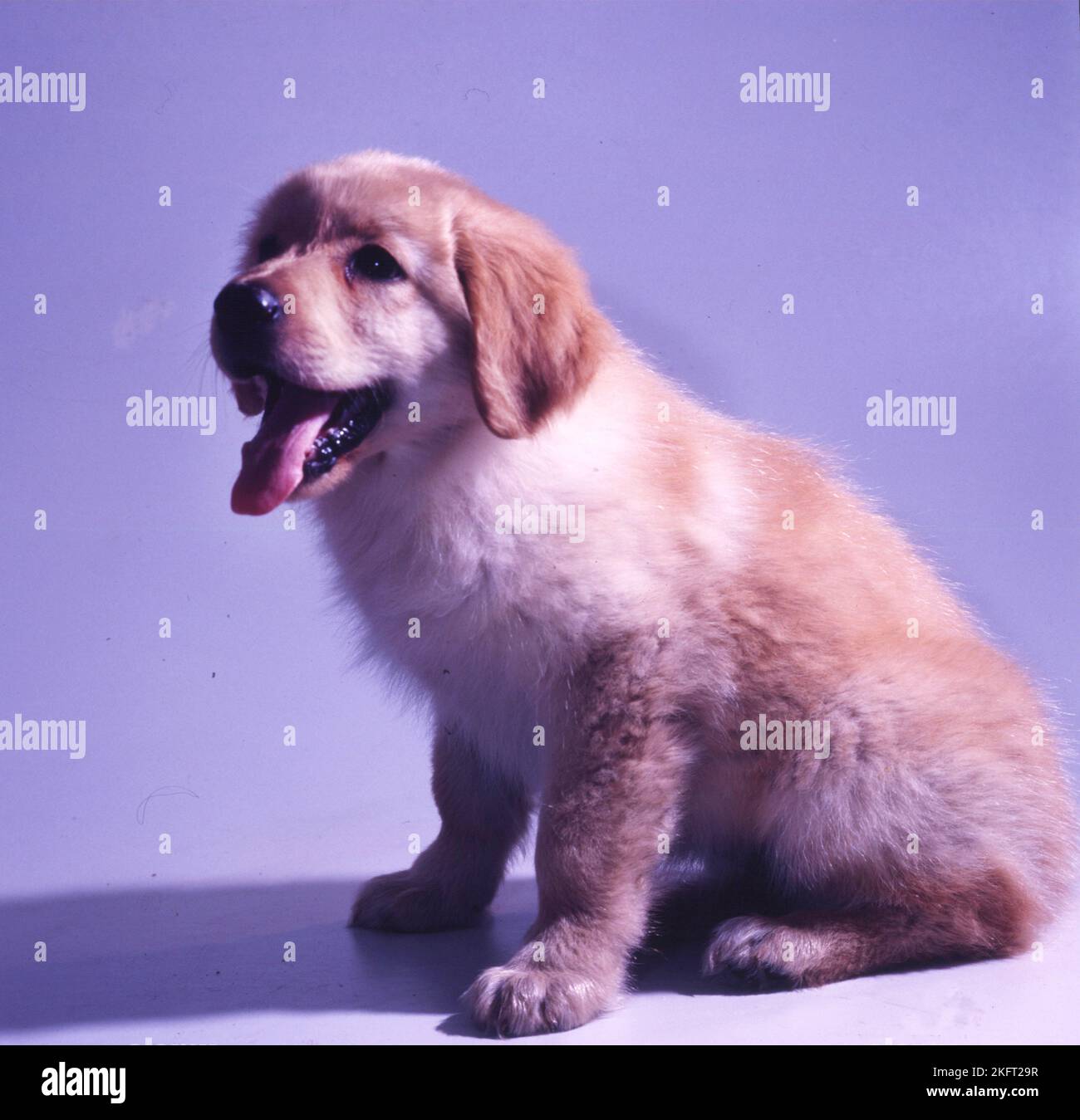 Cane. Hovawart cucciolo, qui il 10.7.1991 a Iserlohn, nello studio fotografico in parte un po 'instabile, Germania, Europa Foto Stock