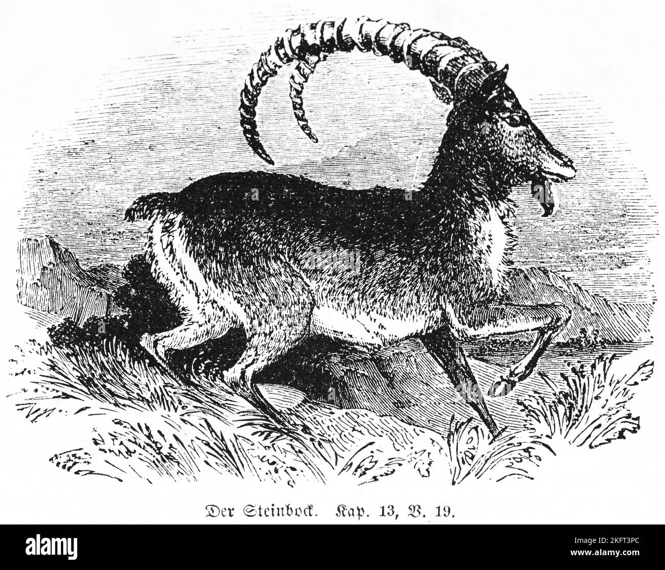 Lo Ibex, corna, piegato, correndo, erba, all'aperto, manoah, lui-capra, sacrificio, offerta di pasto, Miracolo, roccia, donna, donna, Bibbia, Vecchio Testamento, Libro di Foto Stock