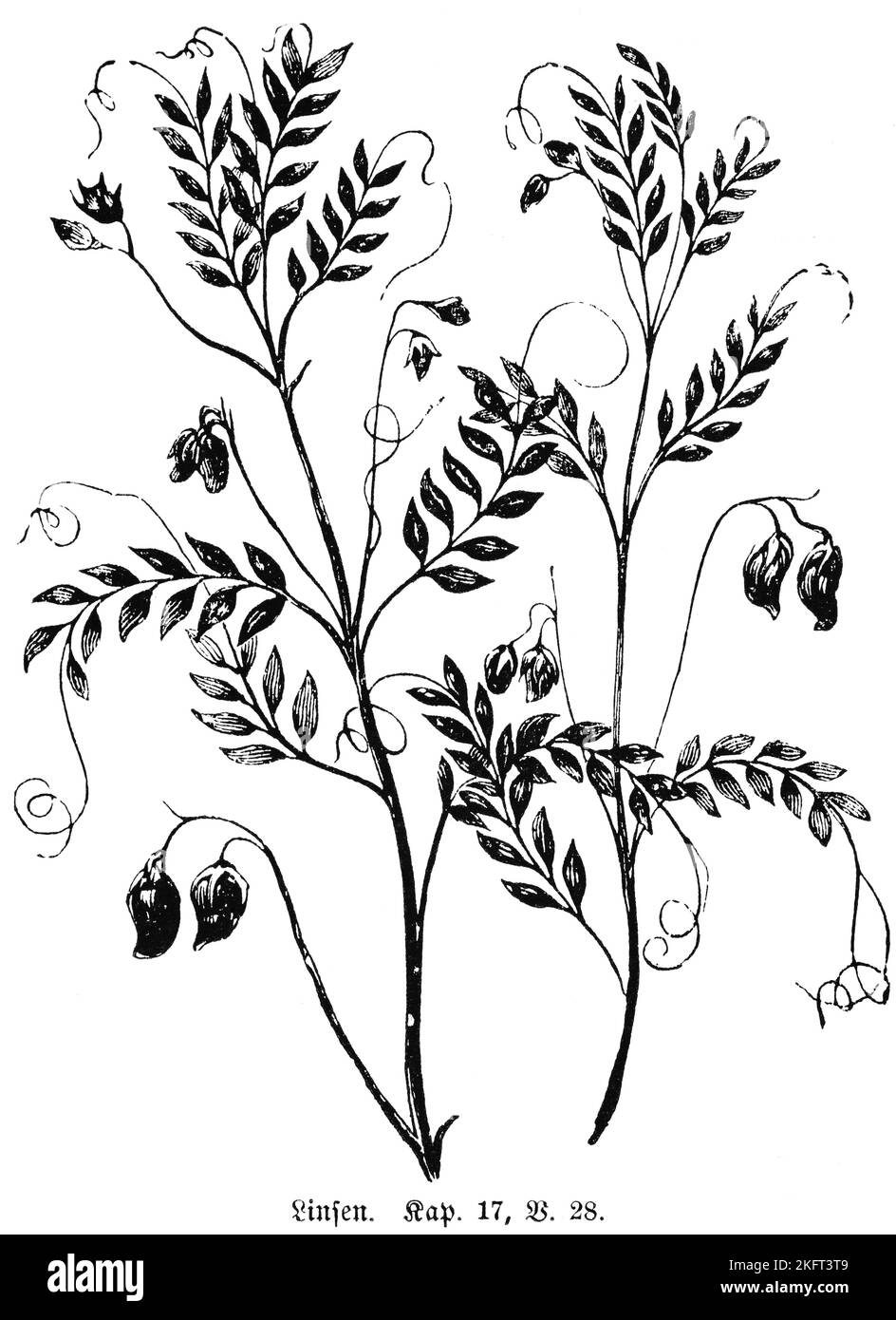 Lenticchie, vegetali, ramo, foglie, frutte Cibo, Bibbia, Antico Testamento, II Libro di Samuele, Capitolo 17, versetto 28, illustrazione storica c.. 1850, Foto Stock