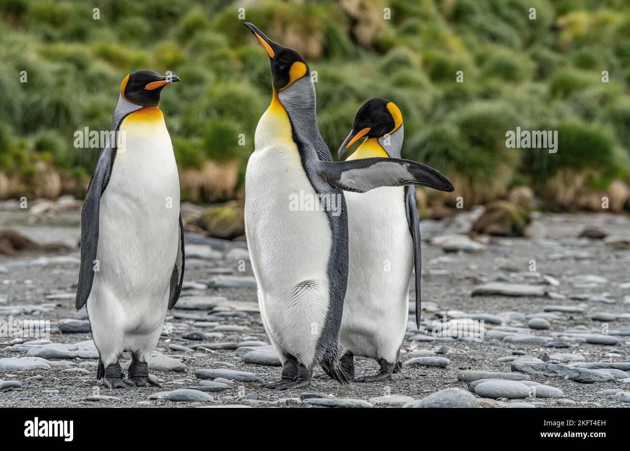 3 pinguini di re separati (APTENODYTES PATAGONICUS) nella Georgia del Sud nel loro ambiente naturale Foto Stock