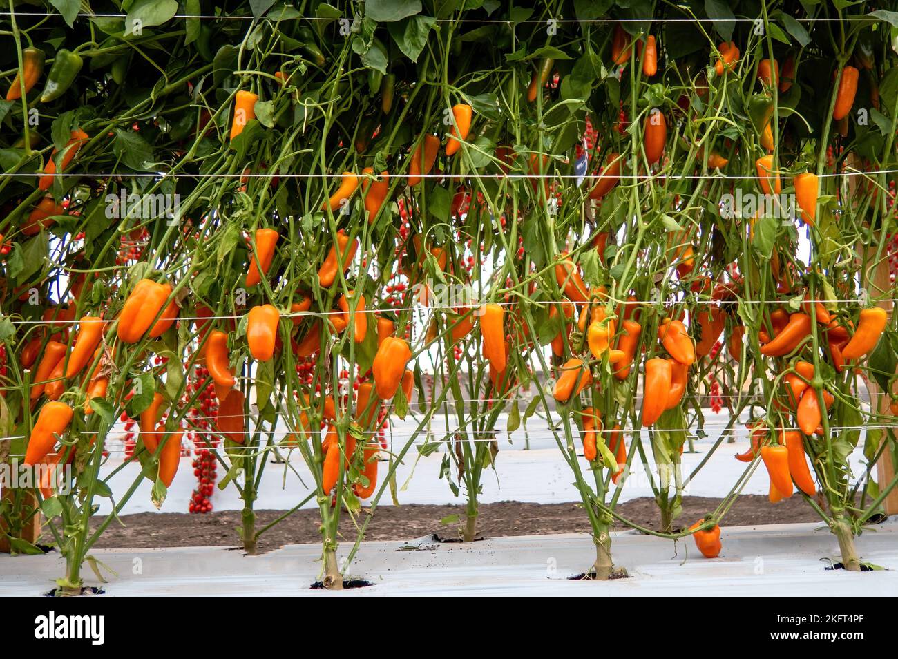 Un peperoncino habanero arancione che cresce in una serra Foto Stock