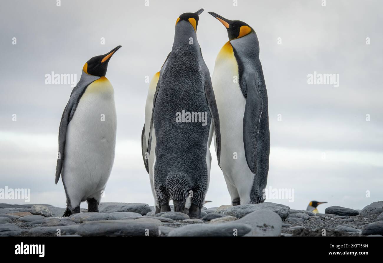 3 pinguini di re separati (APTENODYTES PATAGONICUS) nella Georgia del Sud nel loro ambiente naturale Foto Stock