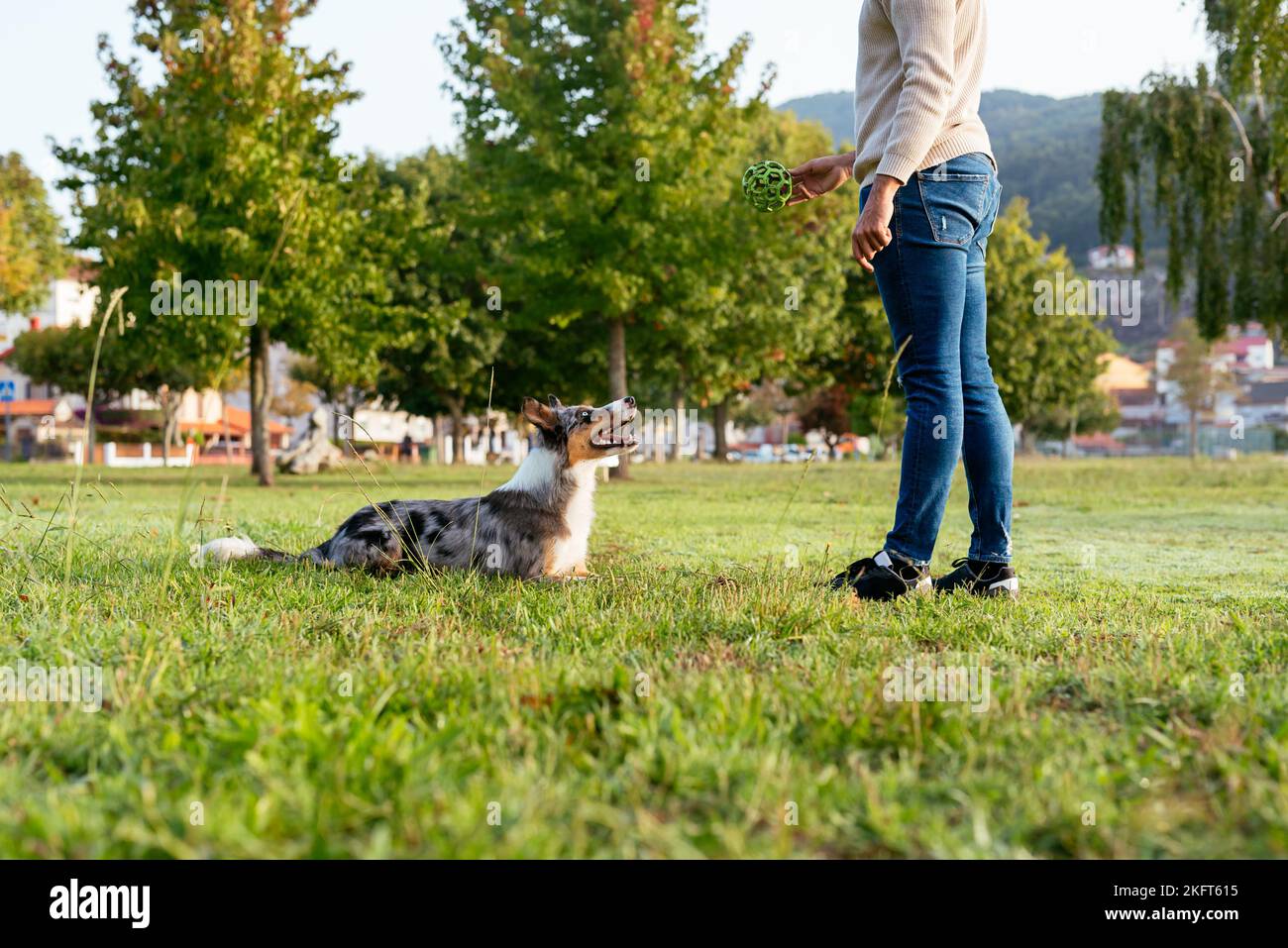 Vista laterale del proprietario anonimo che cerca un cane durante il gioco con la sfera di plastica nella campagna erbosa estiva Foto Stock