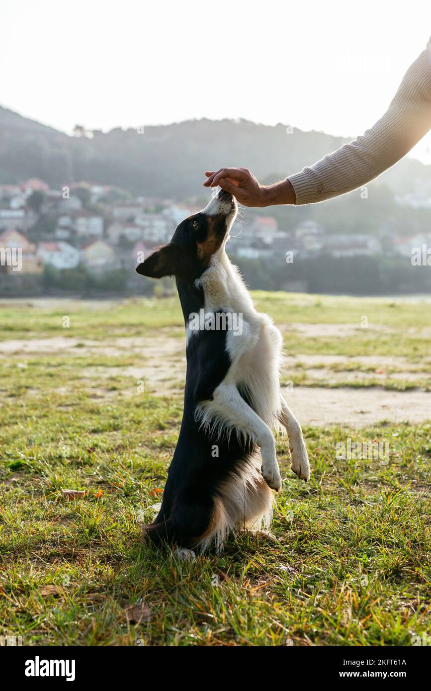 Border Collie in piedi sulle zampe posteriori e prendere cura da mano di anonimo proprietario su prato erboso in sole Foto Stock