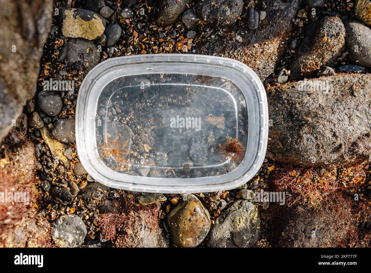 Dall'alto di secchio di plastica trasparente con piccole creature marine catturate poste su rocce di costa Foto Stock