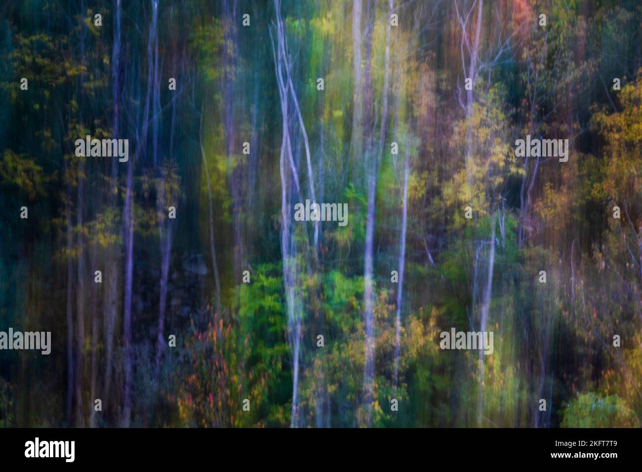 Sfondo astratto di alberi con foglie dorate che crescono nei boschi in autunno nel parco nazionale di Ordesa in Spagna Foto Stock