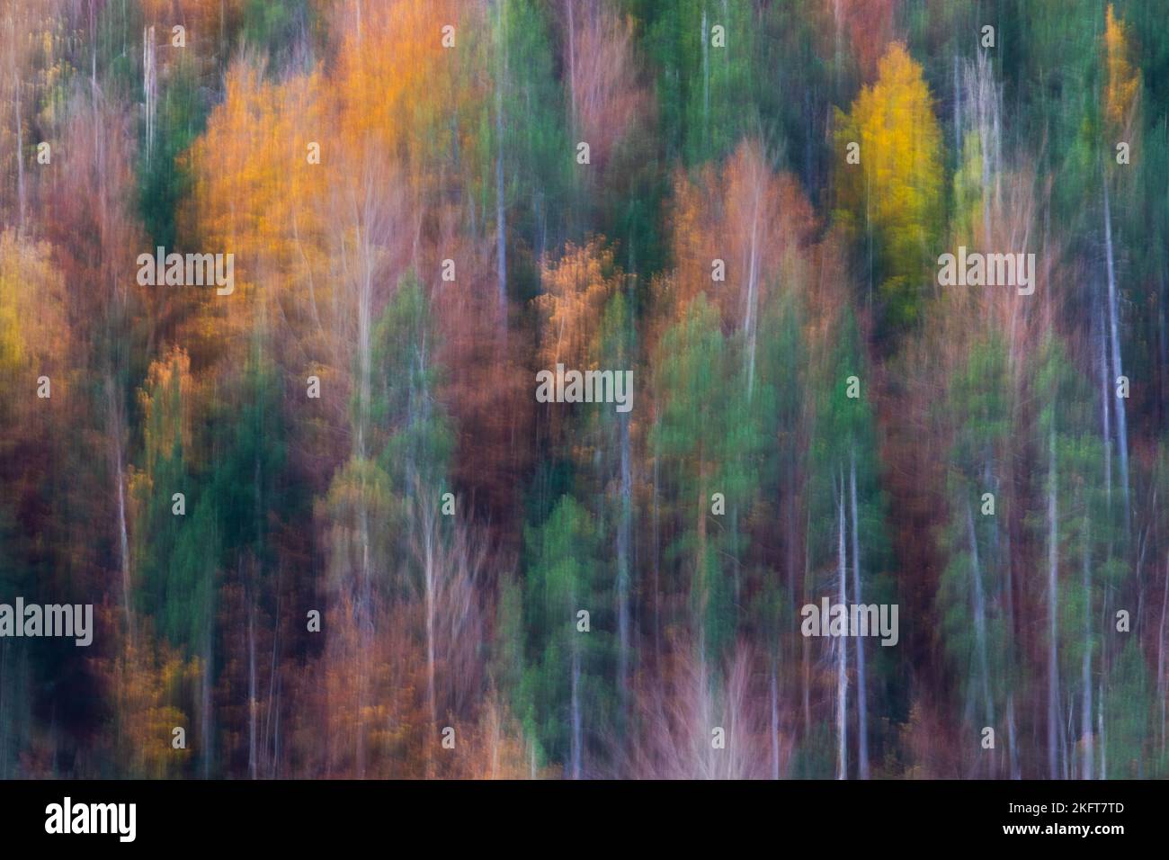Sfondo astratto di alberi con foglie dorate che crescono nei boschi in autunno nel parco nazionale di Ordesa in Spagna Foto Stock