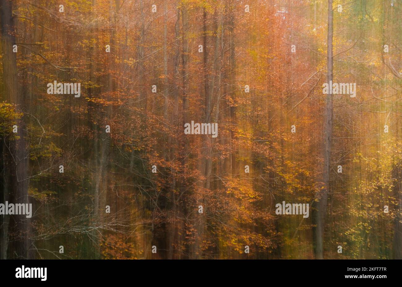 Sfondo astratto di alberi con foglie dorate che crescono nei boschi in autunno nel parco nazionale di Ordesa in Spagna Foto Stock