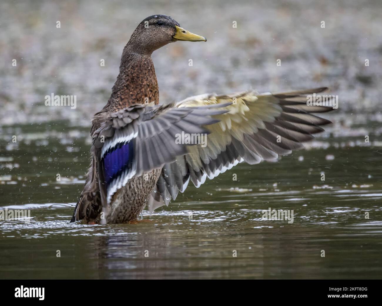 Anatra messicana selvaggia, ali in movimento con piume blu in acqua verde del fiume Foto Stock