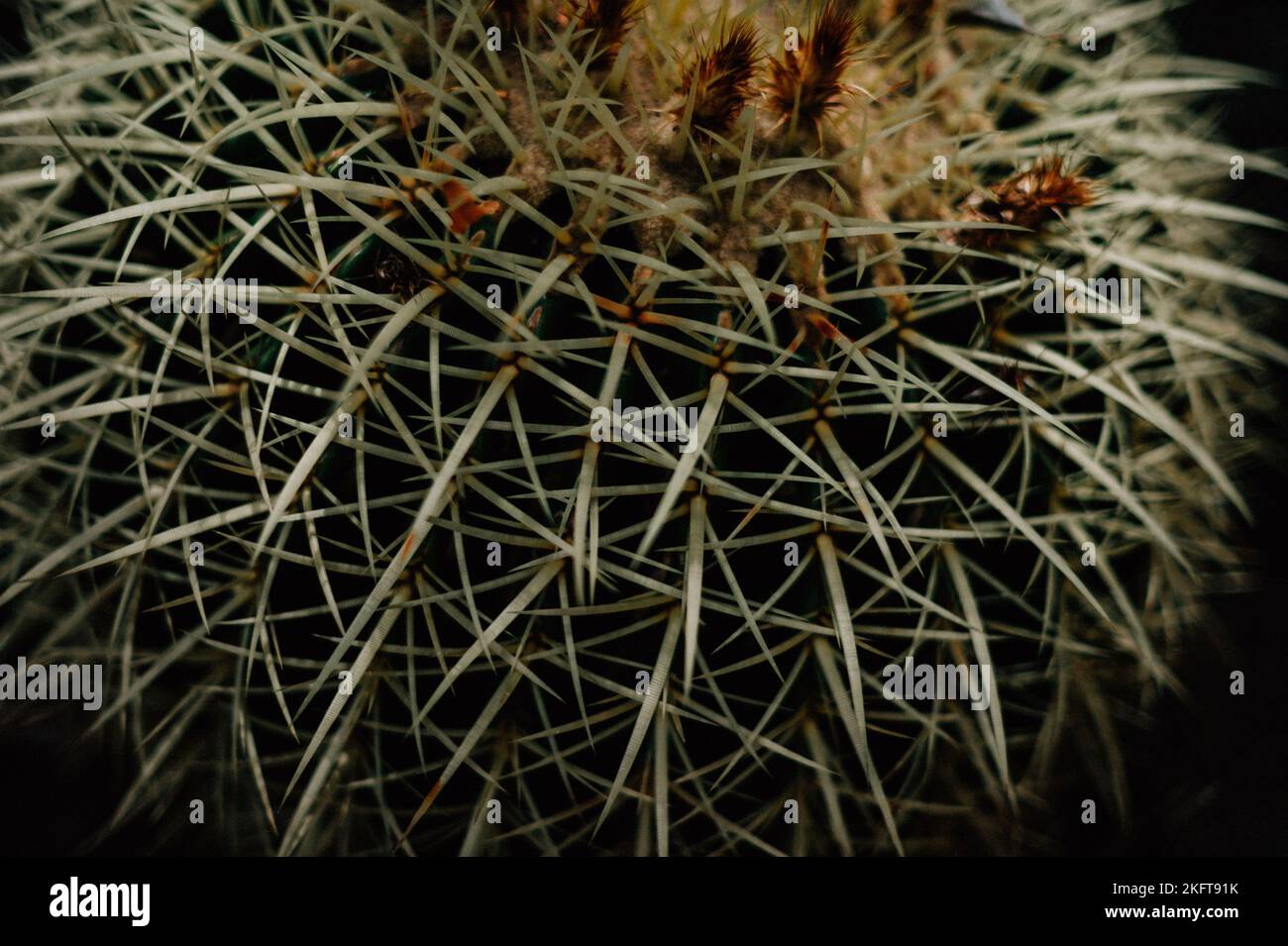 Dall'alto primo piano di cactus verde spinato con sottili spine affilate che crescono in giardino Foto Stock