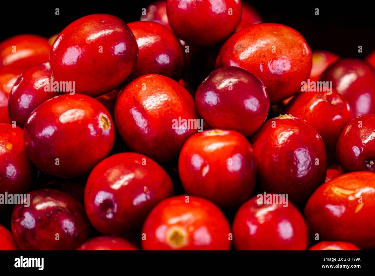 Mirtilli rossi su sfondo nero. Mirtilli rossi maturi e biologici su fondo nero. Ingrediente per Natale e piatti del Ringraziamento. Foto Stock