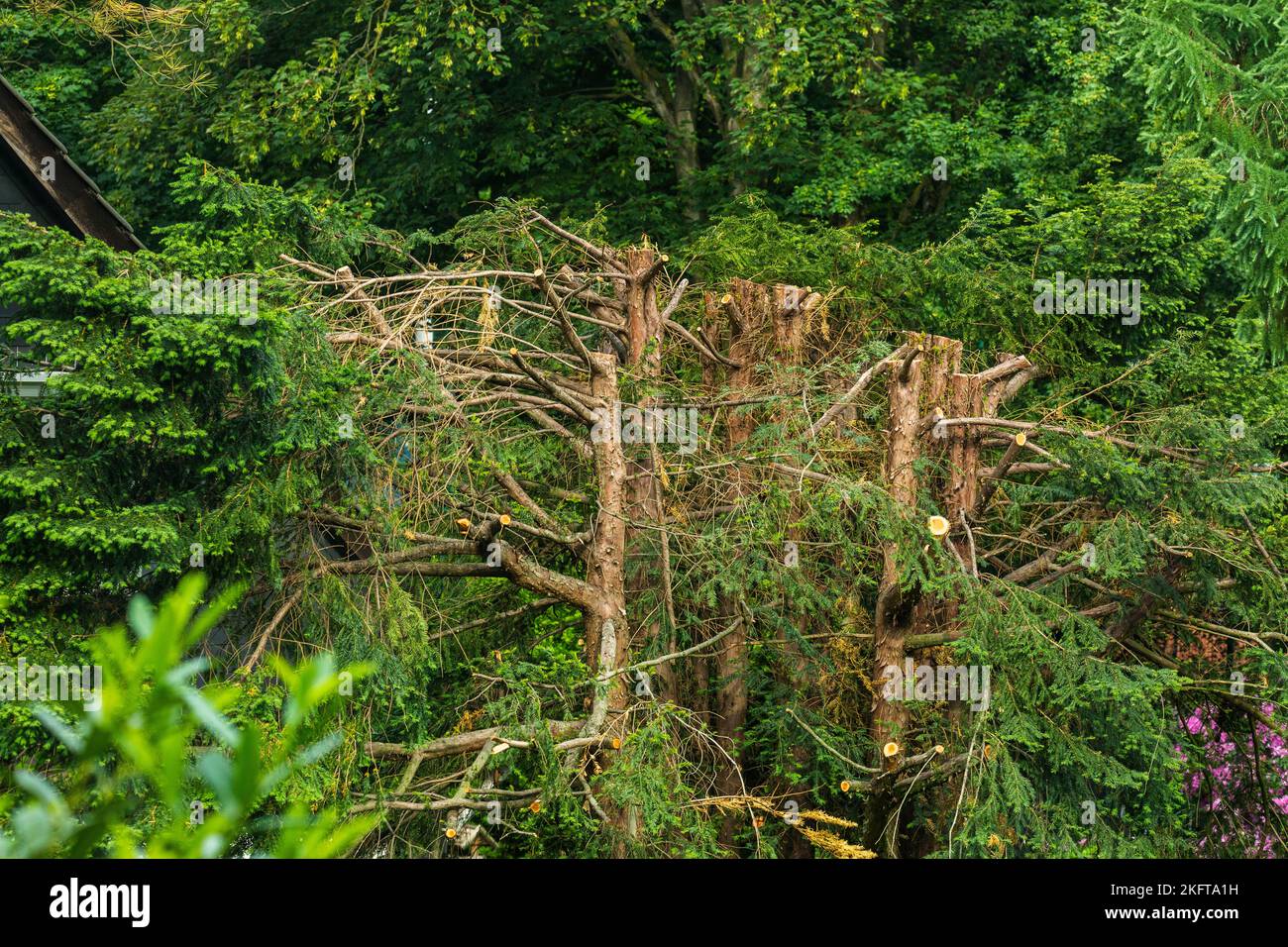 natura, flora, conifere, alberi di conifere, tronchi, Errori nella potatura di alberi, bumbling, non professionale, dilettantistico, Oberhausen, Oberhausen-Sterkrade, zona della Ruhr, Renania settentrionale-Vestfalia, NRW, Germania Foto Stock