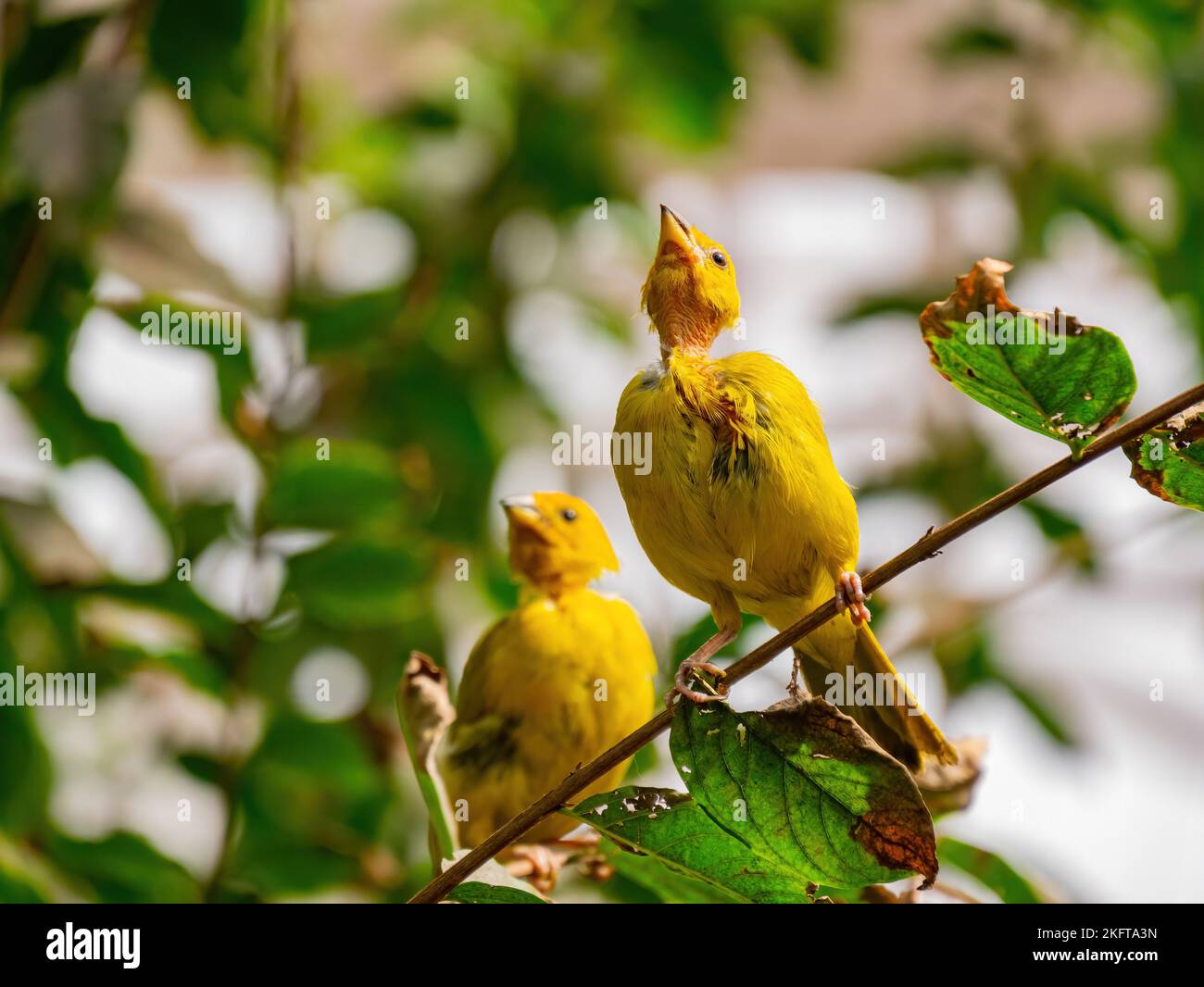 Primo piano di Cuckoo-finch a New York Foto Stock