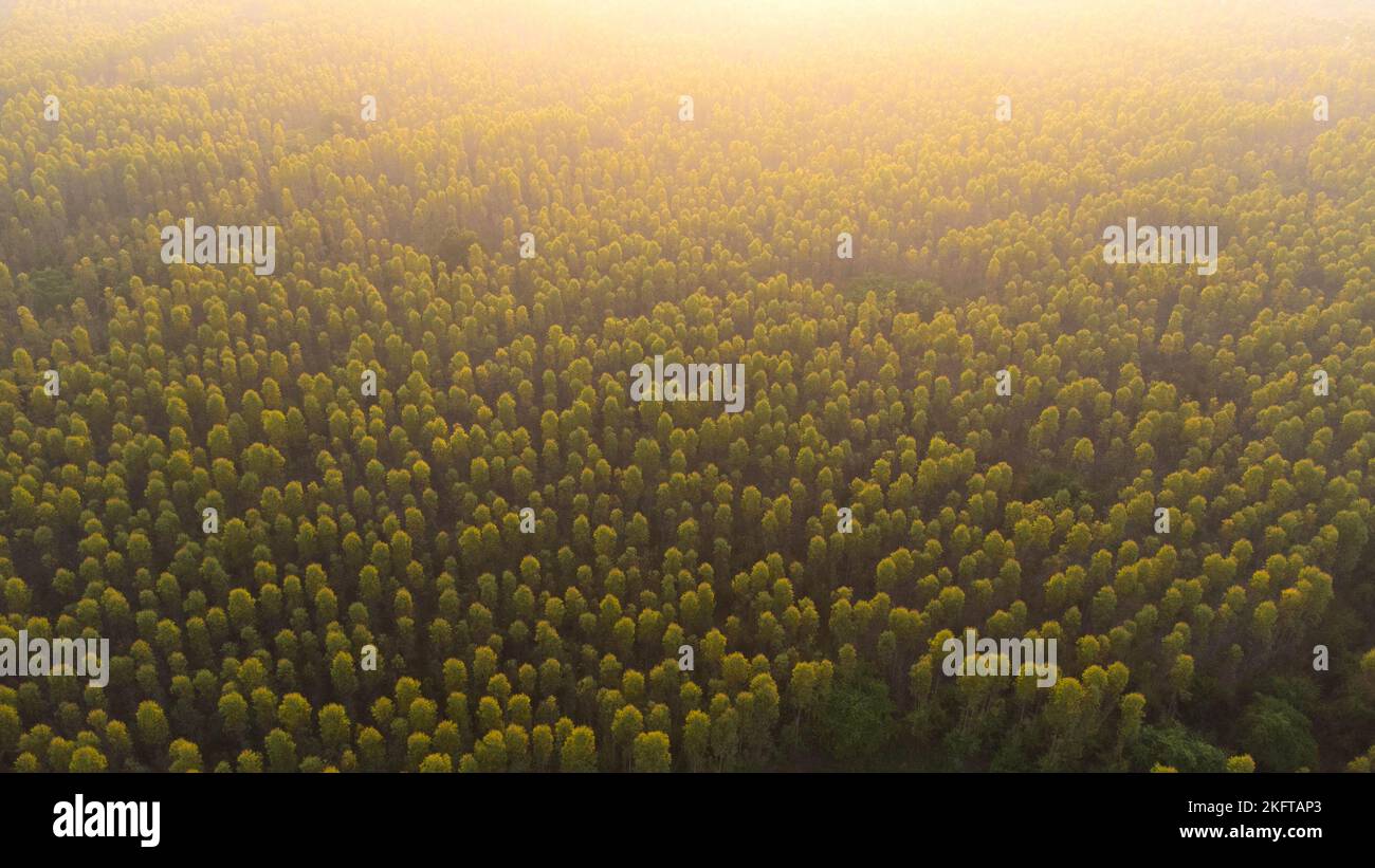 Vista aerea della piantagione di eucalipto nella calda luce del sole della sera. Vista dall'alto delle aree di coltivazione o dei terreni agricoli nella stanza dei bambini all'aperto. Cultivat Foto Stock