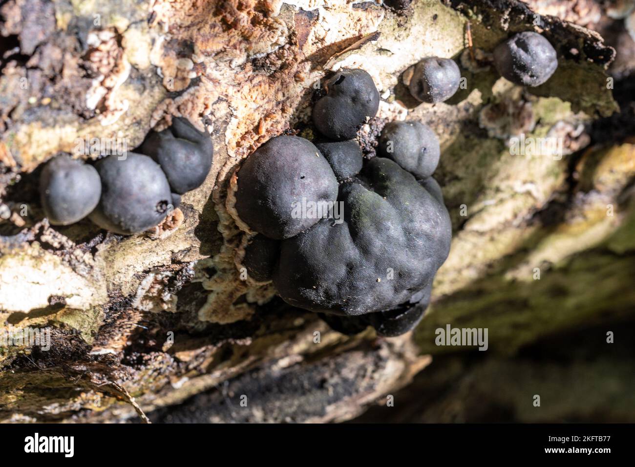 I dolci di Re Alfred, Daldinia concentrica, Thornecombe Woods, Dorchester, Dorset, Regno Unito. Non commestibile. Usato come un fiorrelighter Foto Stock