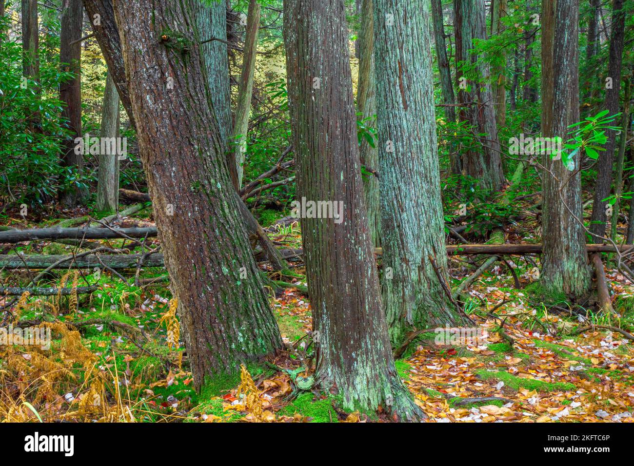 Una rara torbiera di cedro bianco atlabico si trova nella Dryder Kyser Naryral Area all'High Point state Park, nel New Jersey, ad un'evelazione di 1.500 piedi, l'Hig Foto Stock