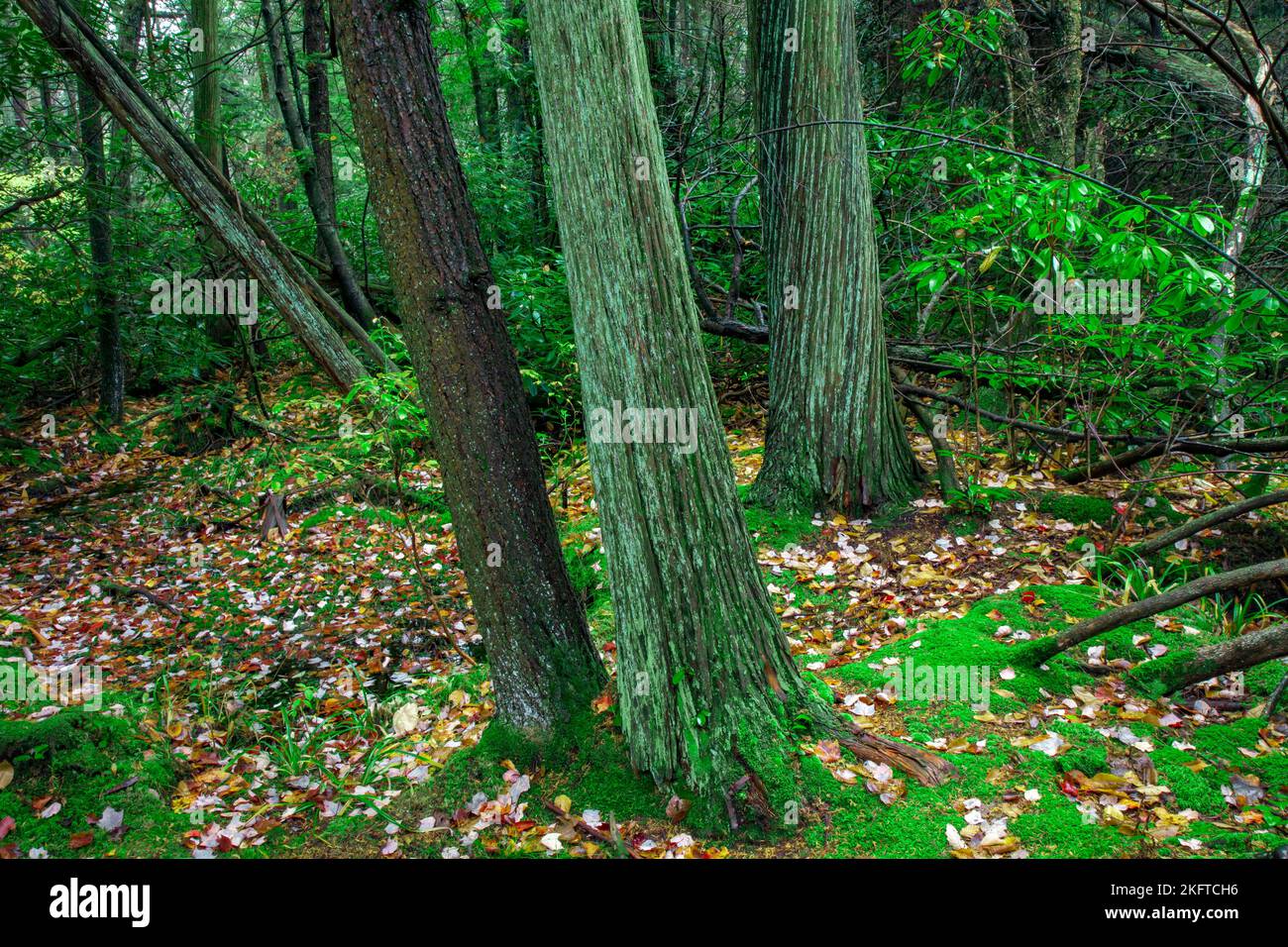 Una rara torbiera di cedro bianco atlabico si trova nella Dryder Kyser Naryral Area all'High Point state Park, nel New Jersey, ad un'evelazione di 1.500 piedi, l'Hig Foto Stock