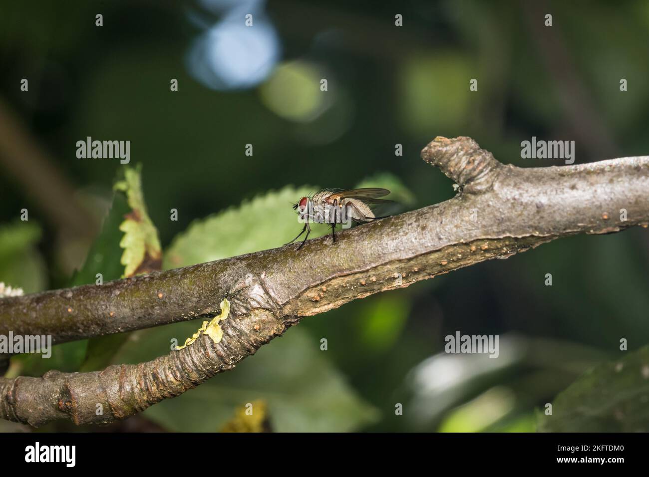 Macro dettaglio primo piano di una mosca seduta su un ramo di un albero, Germania Foto Stock