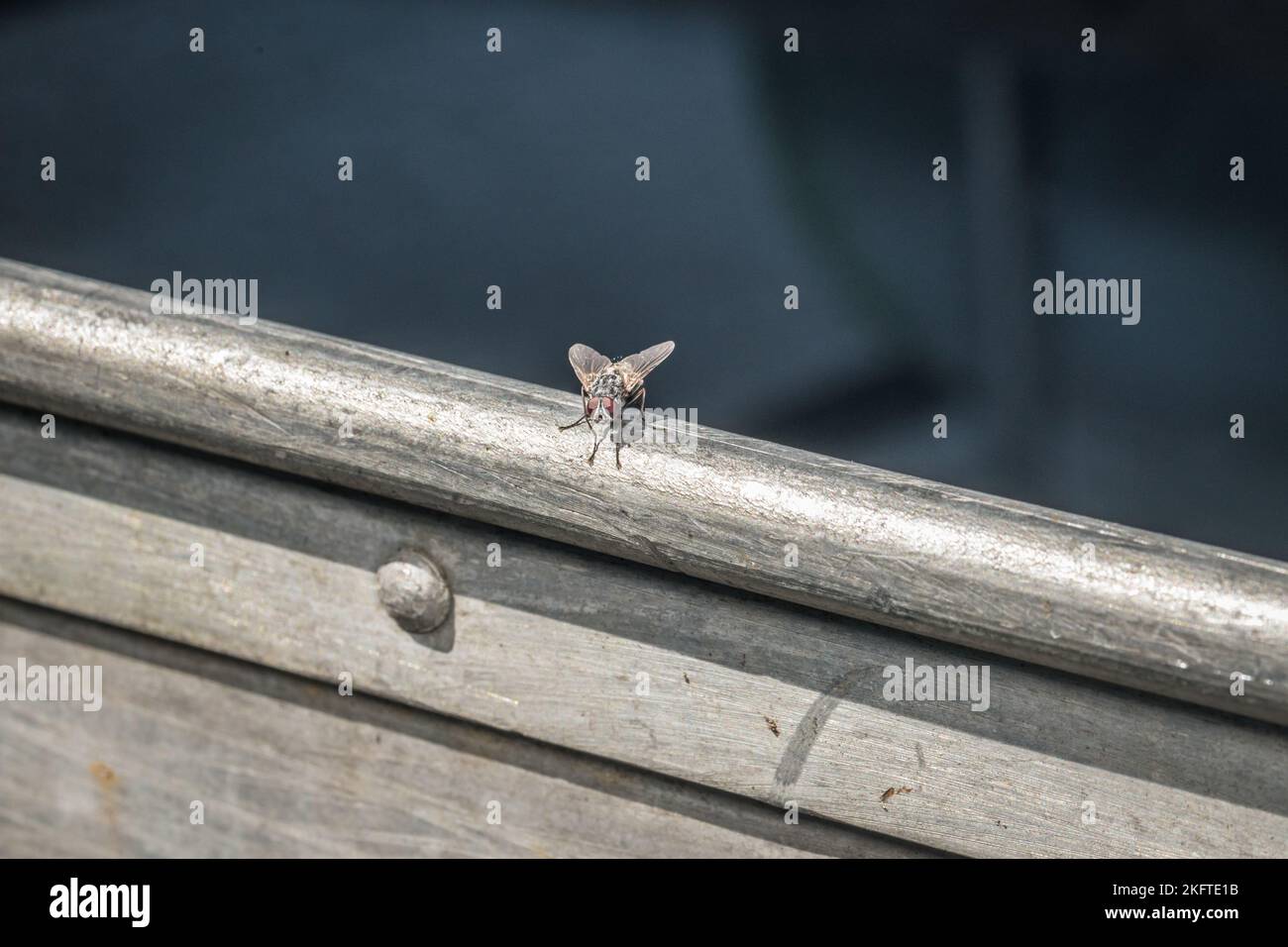 Macro dettaglio primo piano di una mosca seduta sul bordo di un barile di metallo alla luce del sole, Germania Foto Stock