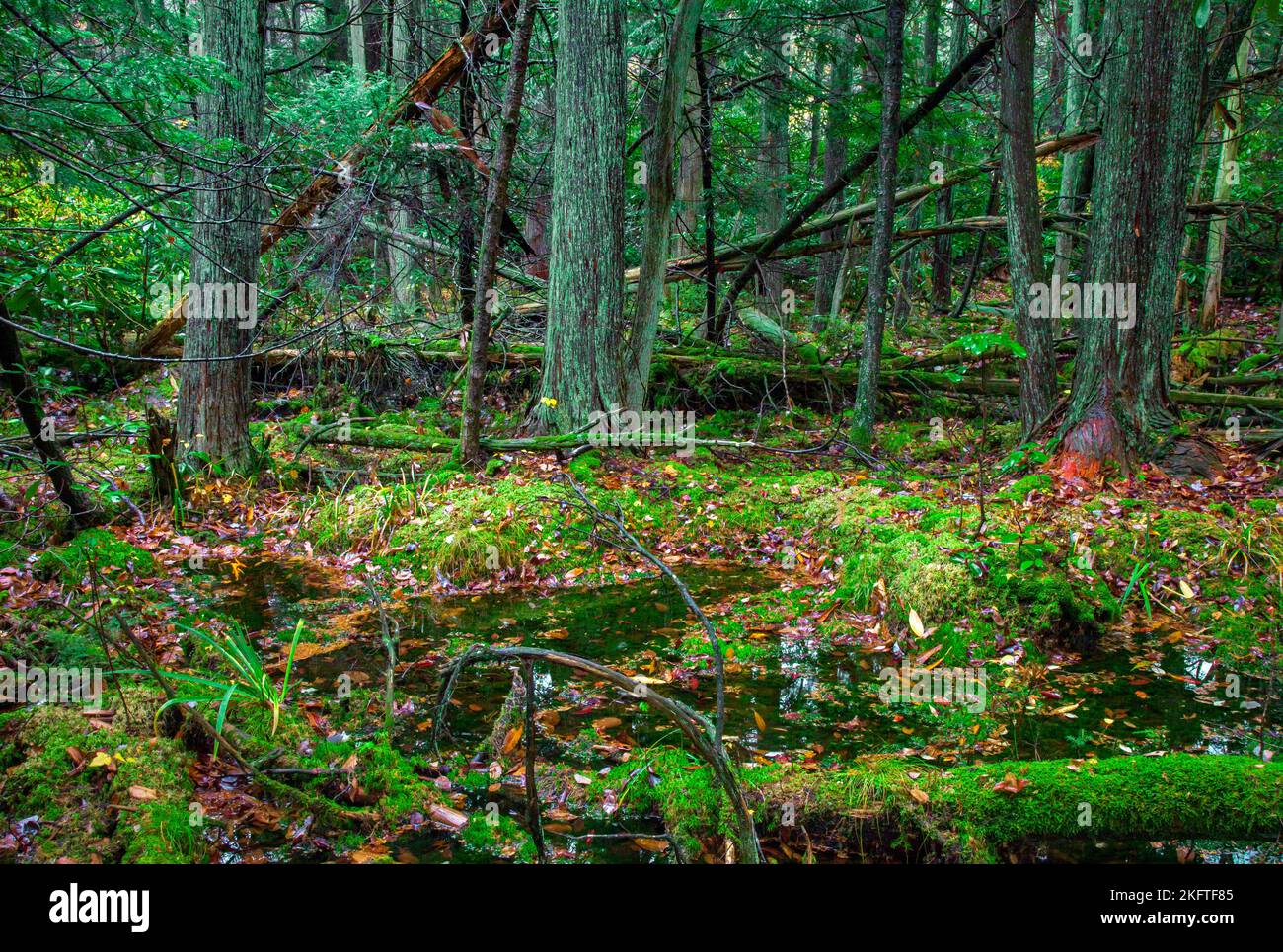 Una rara torbiera di cedro bianco atlabico si trova nella Dryder Kyser Naryral Area all'High Point state Park, nel New Jersey, ad un'evelazione di 1.500 piedi, l'Hig Foto Stock