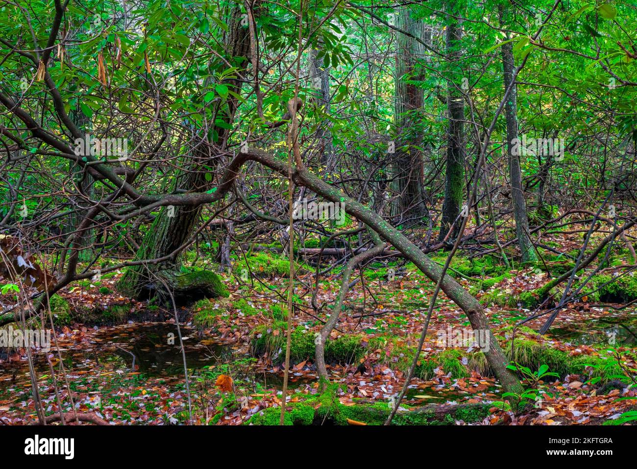 Una rara torbiera di cedro bianco atlabico si trova nella Dryder Kyser Naryral Area all'High Point state Park, nel New Jersey, ad un'evelazione di 1.500 piedi, l'Hig Foto Stock