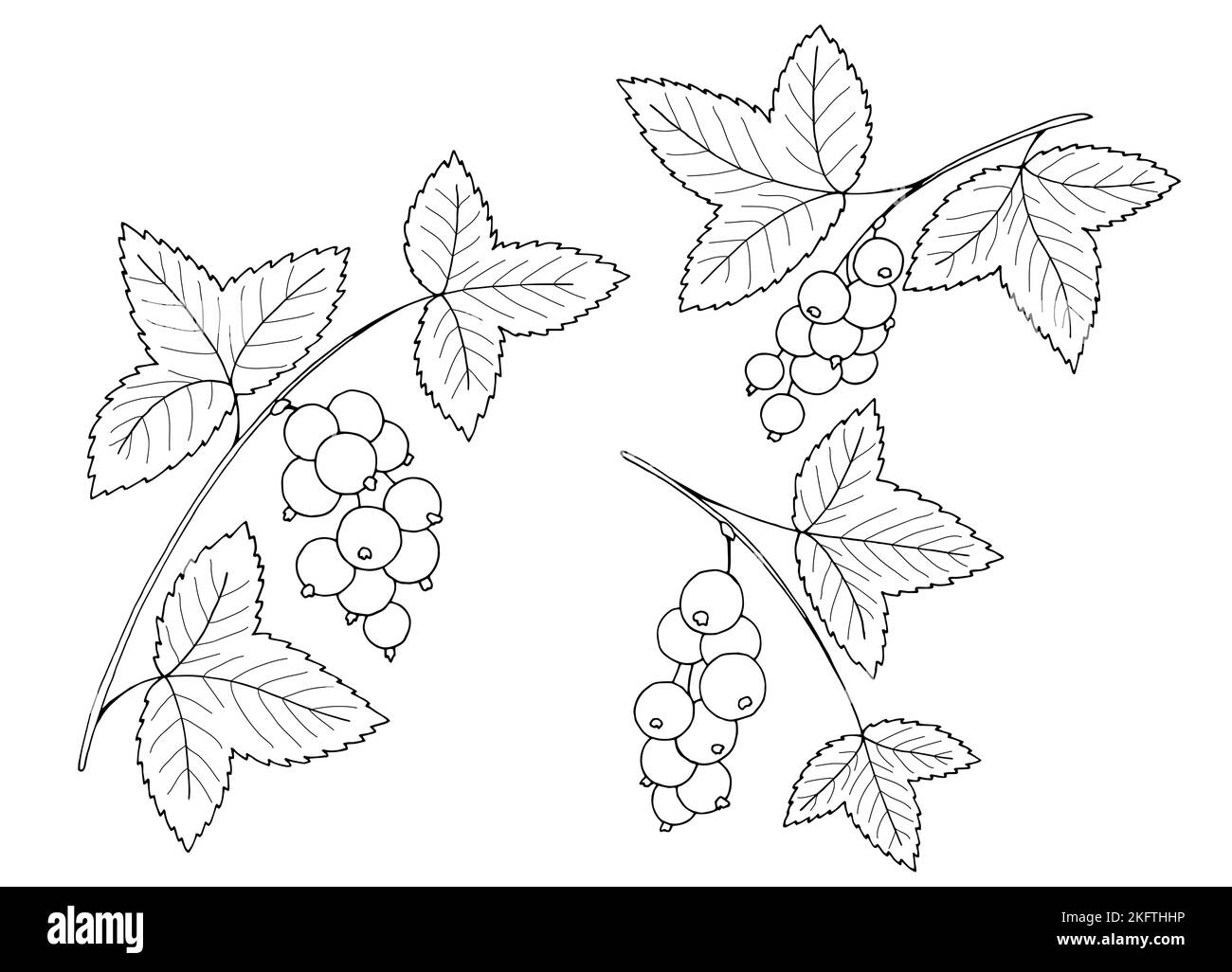 Vettore di illustrazione di schizzo isolato bianco nero grafico di pianta di currant Illustrazione Vettoriale