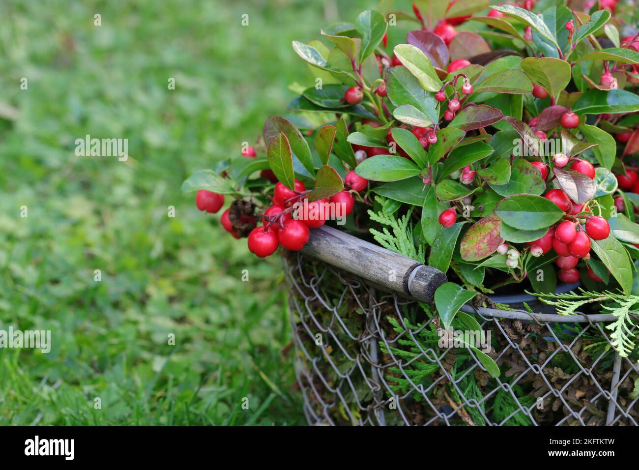 Gaultheria piuttosto procumbens in un cesto di filo ottenere lo spettatore in umore per l'autunno, copia spazio Foto Stock