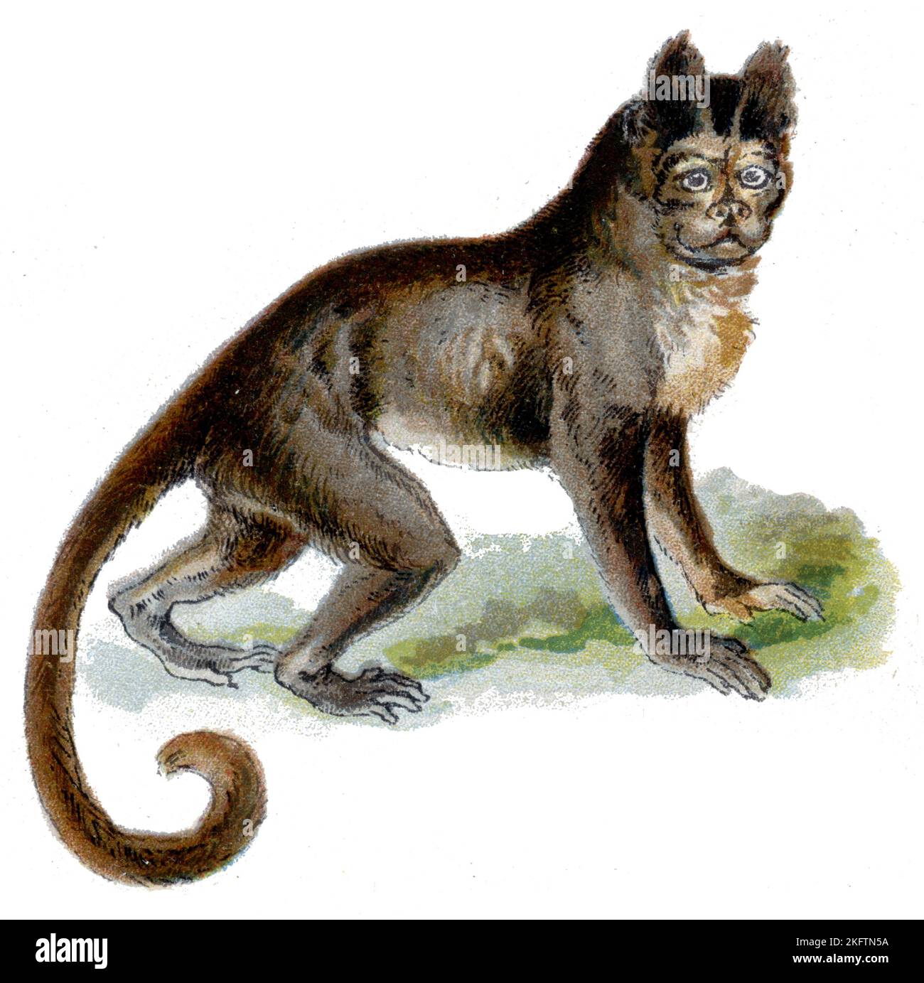 Cappuccino Sapajus apella con cappuccio nero (libro zoologico, 1913), Gehaupter Kapuziner Foto Stock